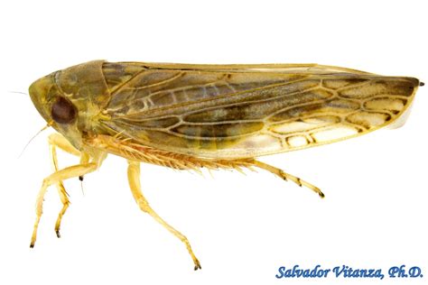 Hemiptera-Auchenorrhyncha-Cicadellidae-Acinopterus-Leafhoppers (F ...