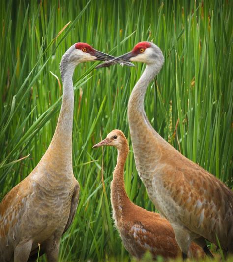 Feather Tailed Stories: Sandhill Crane Colt