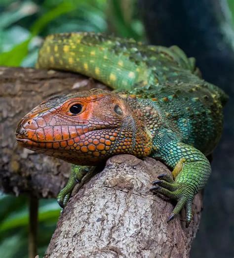 All About Caiman Lizards: Size, Care, Enclosure Setup, and More! - Everything Reptiles