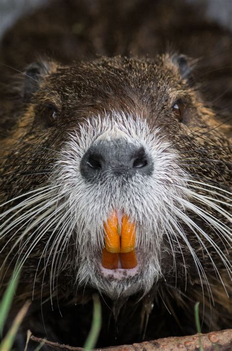 Pin by Marsh Dog on Nutria | Wierd pictures, Animals beautiful, Beaver