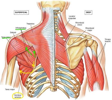 Scapular Winging with Rock Climbers - The Climbing Doctor