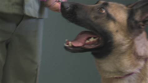 Local humane society donates K9 to Wabash Valley Correctional Facility ...