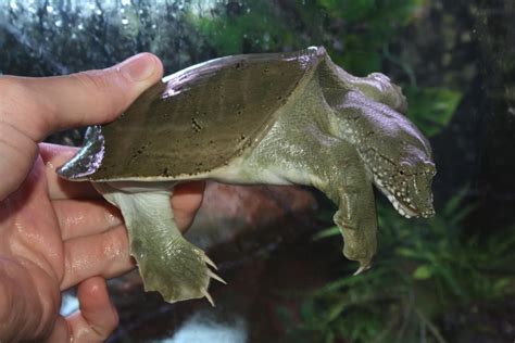 Chinese Softshell Turtle Facts and Pictures | Reptile Fact