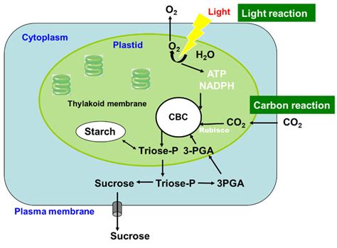 Photosynthesis in C3 plant leaves. 3-PGA: 3-phosphoglycerate and ...