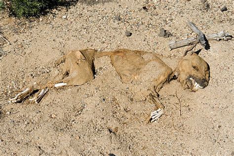 Decaying Dog In The Desert Stock Photos, Pictures & Royalty-Free Images - iStock