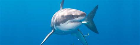 Great White Shark