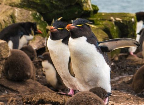 9 Fascinating Rockhopper Penguin Facts - MarinePatch