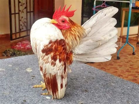 Serama Chicken Breed: Eggs, Size, Color Varieties & Pictures