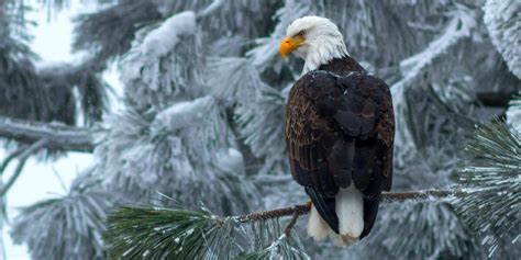 Check out This Live Calm of a Bald Eagles' Nest in Big Bear