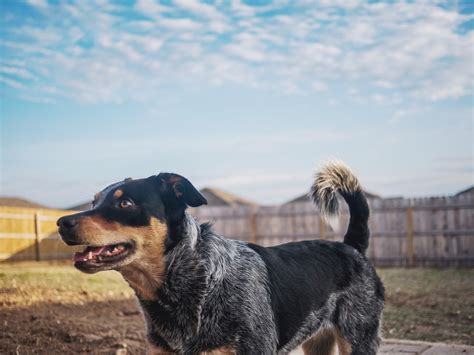 Everything You Need to Know About Training a Blue Heeler - Dog Training Advice Tips