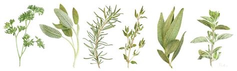 Fresh Herbs Drawing by Paula Pertile - Fine Art America