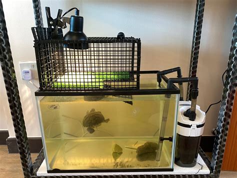 Turtle / Terrapin / Red Ear Slider Tank with Basking Platform, Pet Supplies, Homes & Other Pet ...