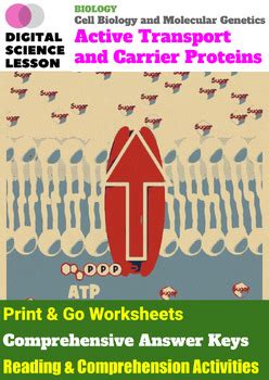 Active Transport and Carrier Proteins by Digital Science Lesson | TPT