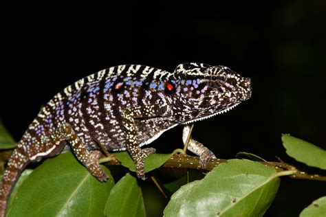 Scientists find Madagascar chameleon last seen 100 years ago species Madagascar Scientists ...
