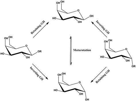 Glycosidases – A Mechanistic Overview | IntechOpen