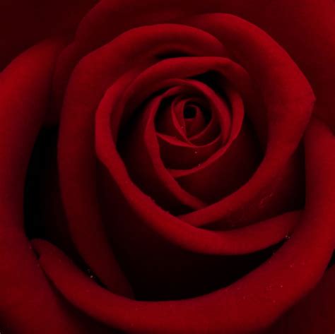 deep-red rose | Red roses, Deep red, Rose