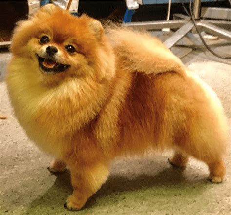 9 Wildly Cute Pomeranian Haircut Styles To Tame The Fluff