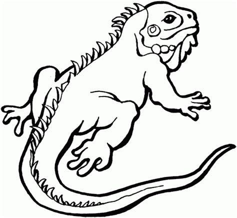 Frilled-neck Lizard coloring, Download Frilled-neck Lizard coloring for free 2019