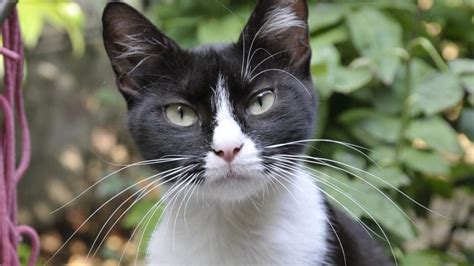 Black and White Cats: 11 Fascinating Facts About These Dapper Felines ...