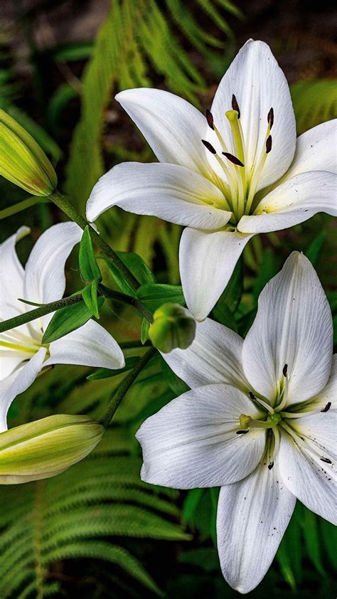 White Lily Flower Wallpapers - Top Free White Lily Flower Backgrounds - WallpaperAccess