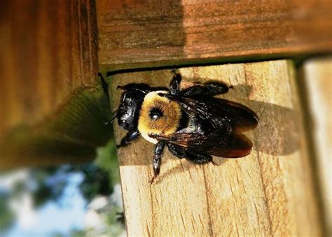 What Are Carpenter Bees? | Rottler Pest Solutions