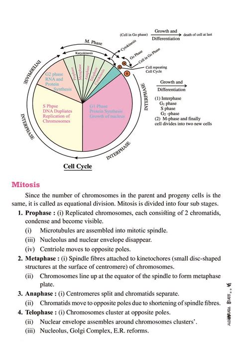 CBSE Notes Class 11 Biology Cell Cycle and Cell Division