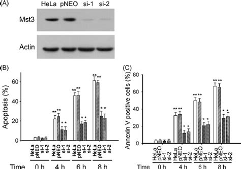 Staurosporine-induced apoptosis can be suppressed by selective ...