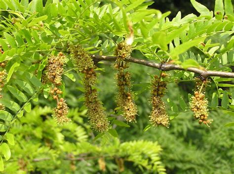 Types of Locust Trees with Identification Guide and Pictures ...