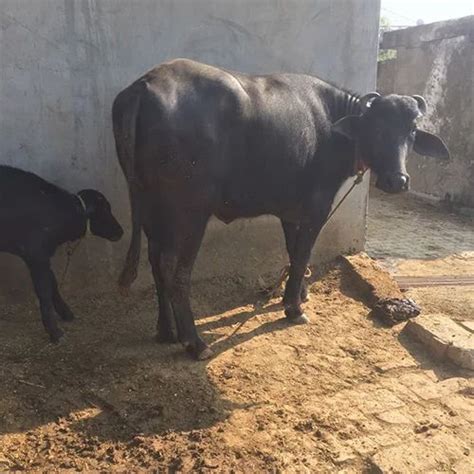 Murrah Breed Buffalo at Rs 25000 | Breed Buffalo in Panipat | ID ...