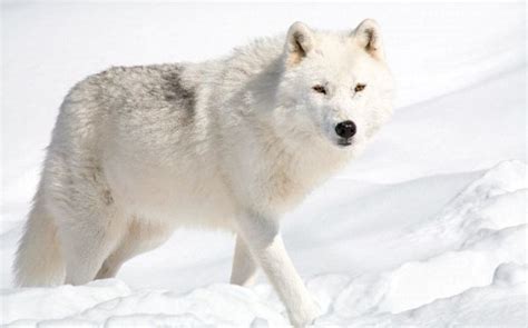 The 11 Most Endangered Dog Species | HubPages