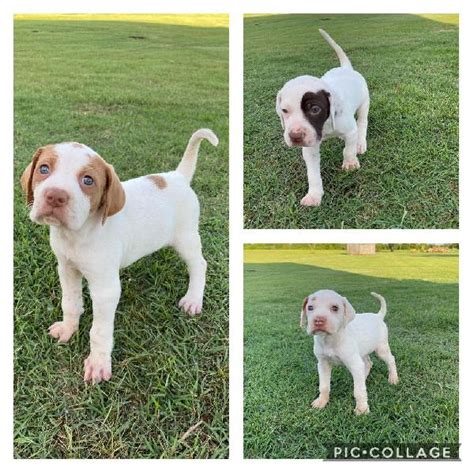 THREE ENGLISH POINTER PUPPIES