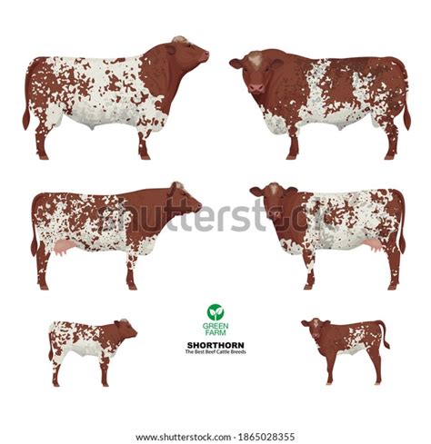 85 Shorthorn Cattle Stock Illustrations, Images & Vectors | Shutterstock