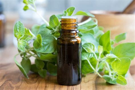 Oregano Oil for Dogs: Benefits and Uses | Great Pet Care