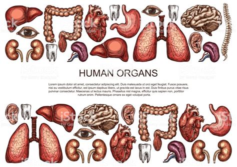 Human body anatomy sketch poster of internal organs of digestive ...