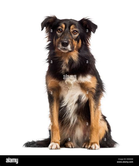 Border collie sitting against white background Stock Photo - Alamy