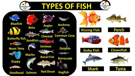 20 Fish Names In English And Hindi With Pictures, 46% OFF