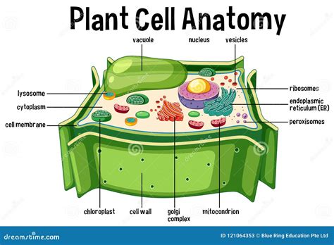 Pflanzenzelle-Anatomie-Diagramm Vektor Abbildung - Illustration von ...