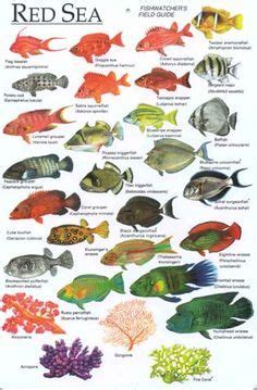 Red Sea - Fish Identification Chart Red Sea - Fish Identification Chart ...