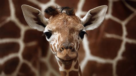 Newsela | Baby giraffes get their spots from mom