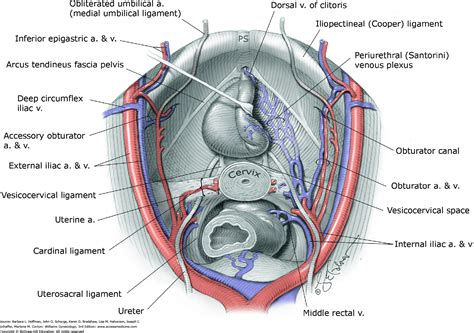 The gallery for --> Cardinal Ligament Ureter