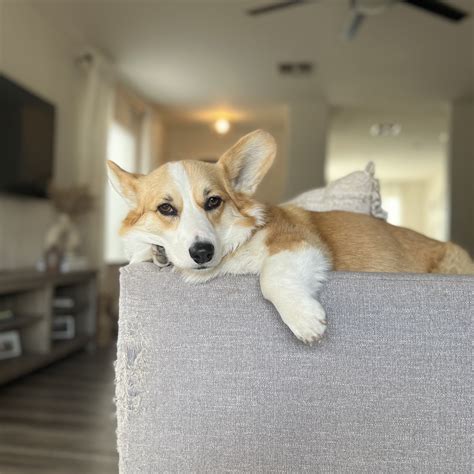 Should I Get a Corgi? 10 Reasons a Corgi is Right For Your Family ...