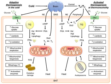 IJMS | Free Full-Text | Thermogenesis in Adipose Tissue Activated by Thyroid Hormone