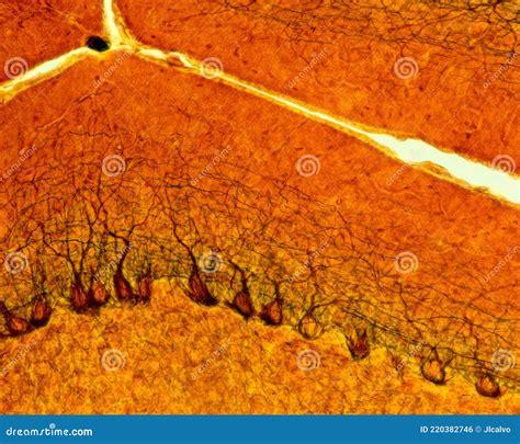 Cerebellum. Purkinje cells stock photo. Image of micrograph - 220382746