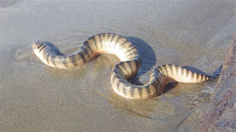 Epic adventure: Arambol fresh water lake & snakes