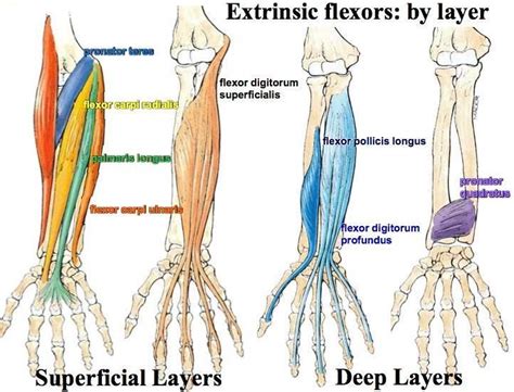 Print Muscles of the Forearm and Hand flashcards | Easy Notecards ...