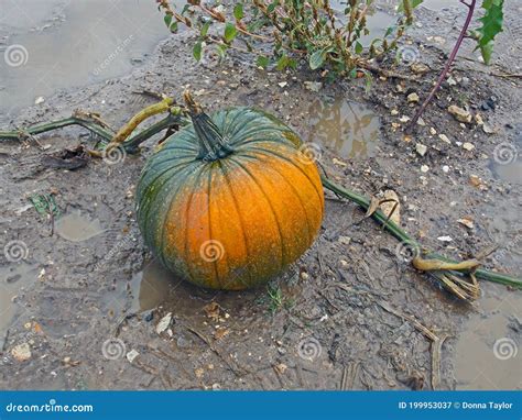 Unripe Halloween Carving Pumpkin in a Muddy Field at Halloween Stock Image - Image of colours ...