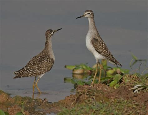 Common Sandpiper | Sea birds, Sandpiper, Shorebirds