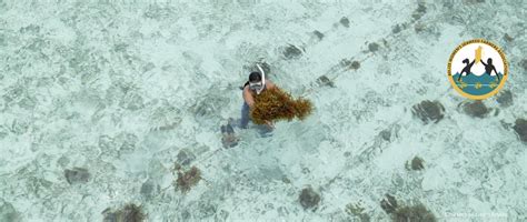 Seaweed Farming in Belize: From Ocean to Plate, and All the Health ...