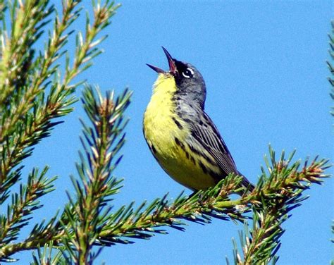 Using Bird Song Mnemonics - Birding World