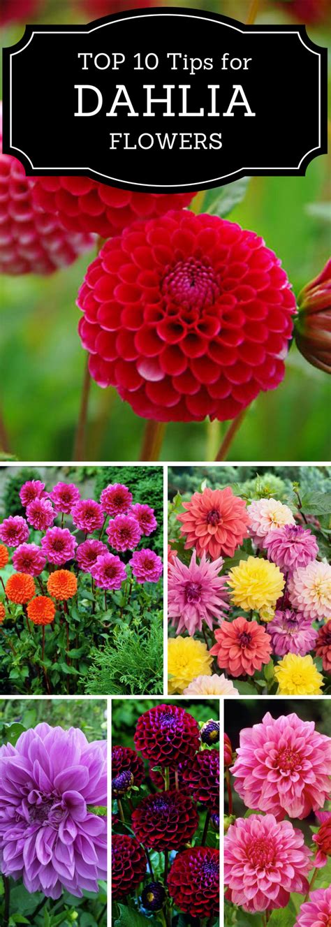 Cut Flower Garden, Flower Farm, Flower Gardening, Floral Garden ...